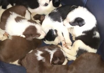 Puppies for sale