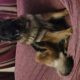 Puppies for sale