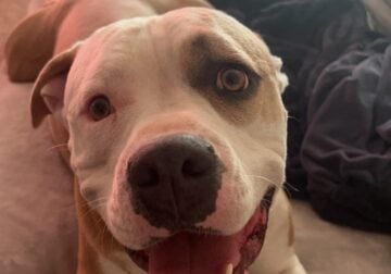 Rehoming Benjamin