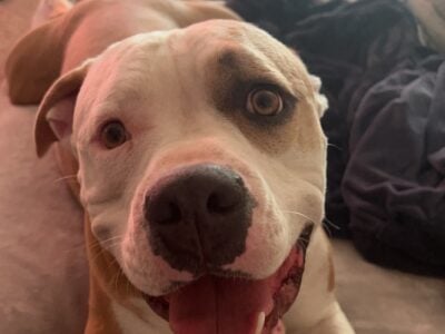 Rehoming Benjamin