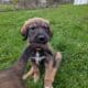 Great DaNoodle Puppies