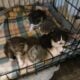 Dollface Persians kittens
