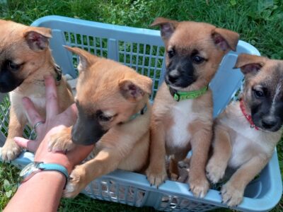 Pomeranian Jack Russell Puppies