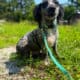 Male Aussiedoodle color, blue merle