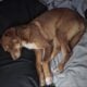 Sweet Aussie Mix Needs a Loving Home