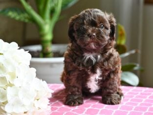 Shih-Poo For Sale Baltic OH Coco