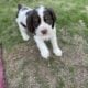 Cute pups