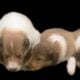 Rough collie puppies