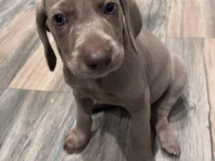 Maurer Weims