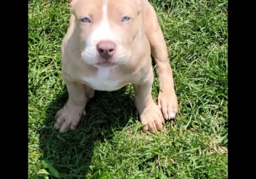 Sweet Miss Merle