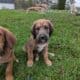 Great DaNoodle Puppies