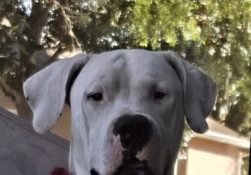 Argentin mastiff