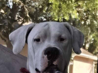 Argentin mastiff