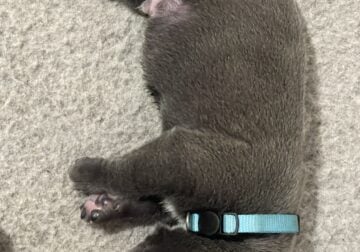 Clear Creek Cane Corso’s