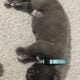 Clear Creek Cane Corso’s