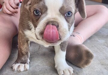 Boston terriers
