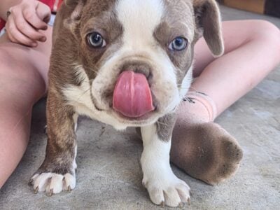Boston terriers