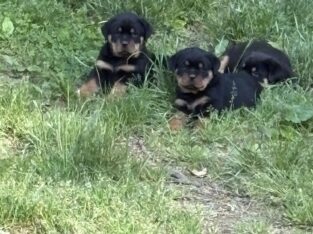 Rottweiler pups $900