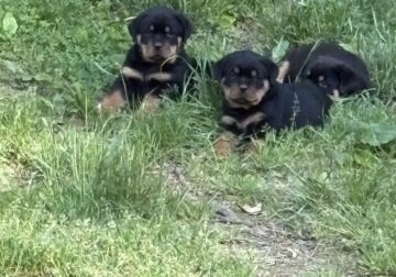 Rottweiler pups $900