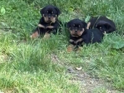 Rottweiler pups $900