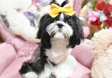Mal-Shi Boy, Lincoln! Shih-Tzu/Maltese