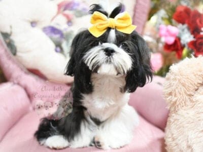Mal-Shi Boy, Lincoln! Shih-Tzu/Maltese