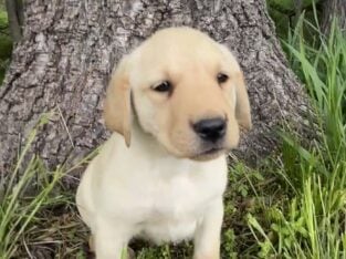 Labrador Retriever puppies