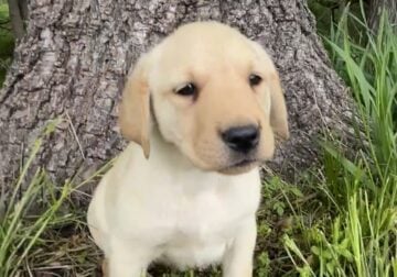 Labrador Retriever puppies