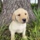 Labrador Retriever puppies
