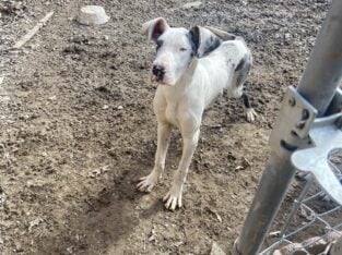 Great Dane puppy