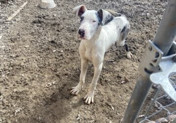 Great Dane puppy