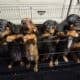Miniature Dachshund puppies