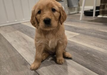 Golden Retriever puppies