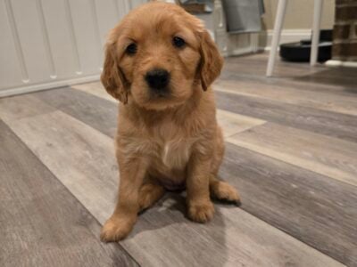 Golden Retriever puppies