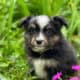 Mini & Toy Aussie Puppies – Loved from Day One
