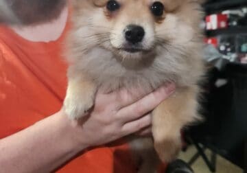 Pomeranian puppies