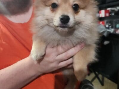 Pomeranian puppies