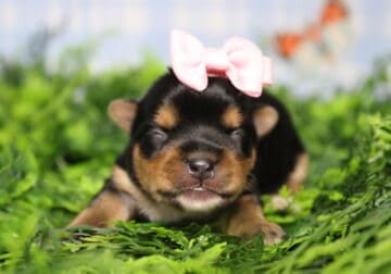 AKC Yorkshire Terrier Butterfly