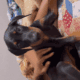 Doberman