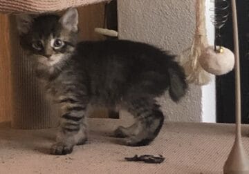 BobTail kittens