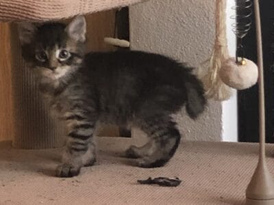 BobTail kittens