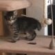 BobTail kittens