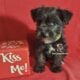 Miniature Schnauzer Girl Puppy