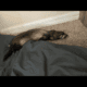 2 Female Young Ferrets