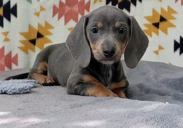 Slate – CKC Miniature Dachshund