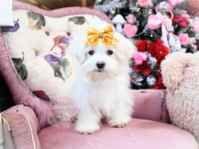 Maltese Boy – Fluff