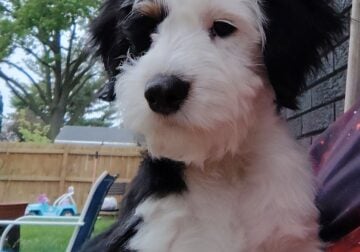 BEAUTIFUL MALE AUSSIEDOODLE!! GREAT FEATURES!