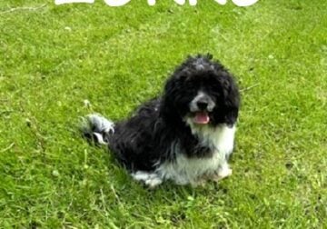 Zorro Neutered Male Teddy Bear Puppy