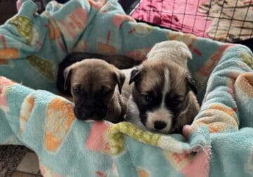 Retriever Mastiff/ Great Pyrenees puppies