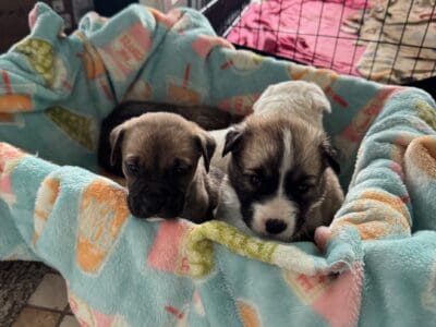 Retriever Mastiff/ Great Pyrenees puppies